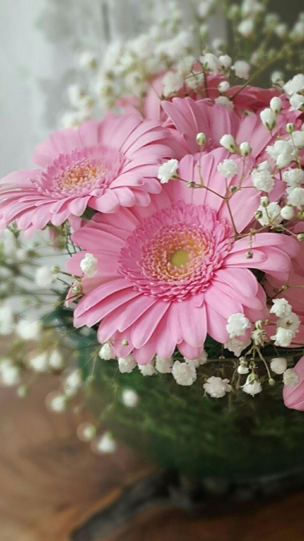 гербера цветок