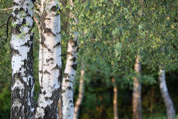 silver birch