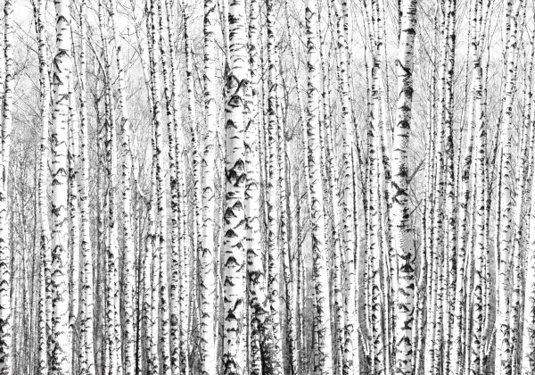 birch forest