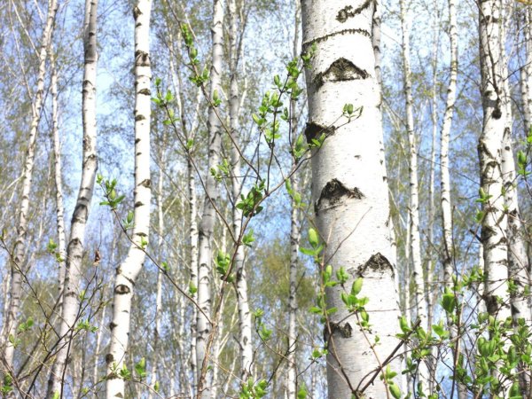 betula papyrifera
