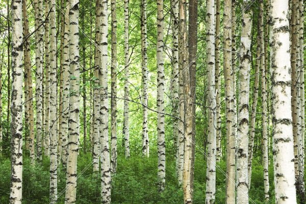 birch forest