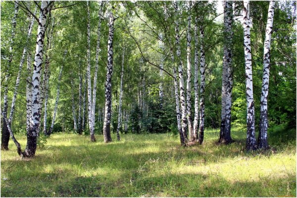 березовые рощи на алтае