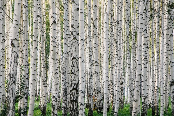 фотообои березы