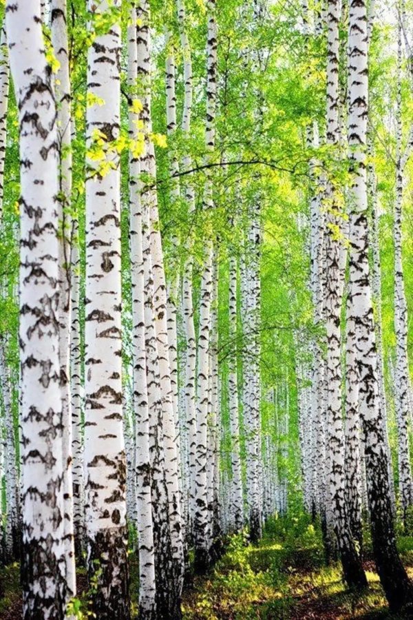 весенняя береза