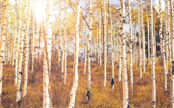 тополь осинообразный пандо