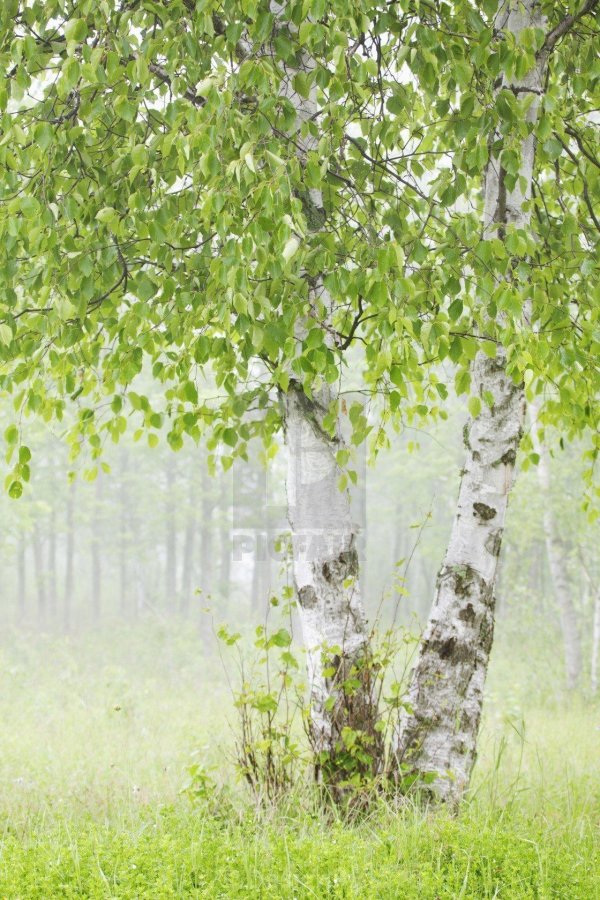 береза русская