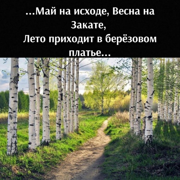 в березовой роще