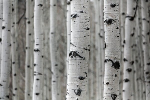white birch