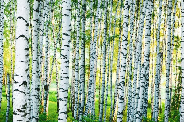 birch forest