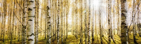 березовый лес