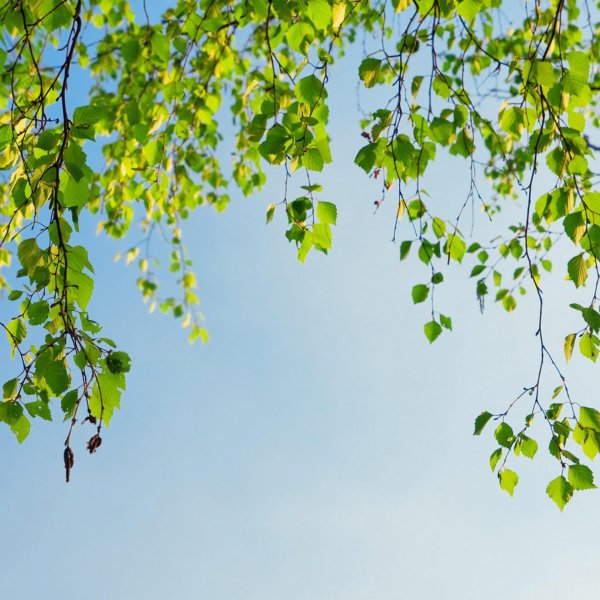 ветка березы