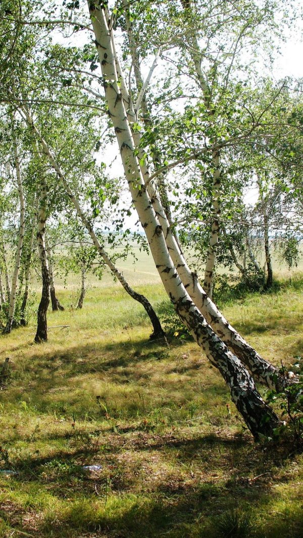 березовые рощи марий эл