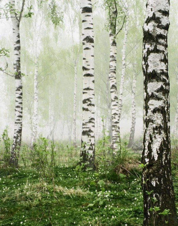 пейзаж с березками