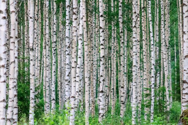 фотообои березы