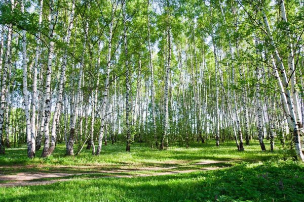 березовый лес некрасовка