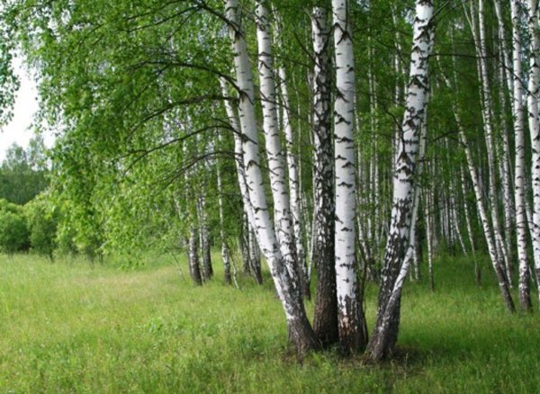 березовая роща пермь
