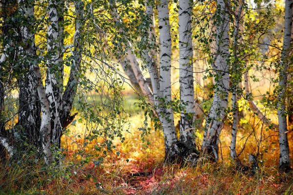 Природа березы