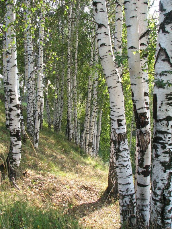 деревья россии береза