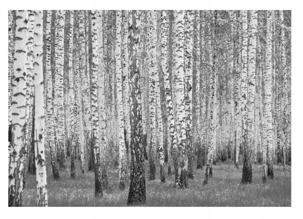 березовые рощи белоруссии