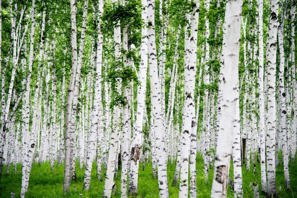 березовый лес