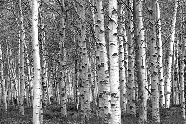 white birch