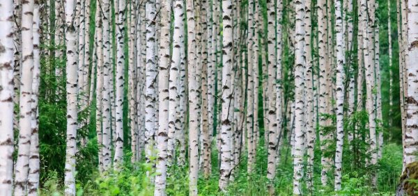 фотообои березы