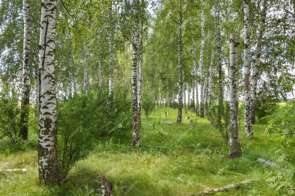 березовые рощи марий эл