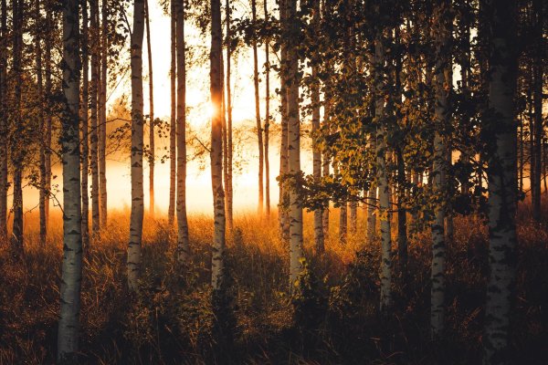 природа березы