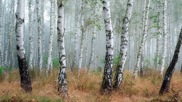 россия березы