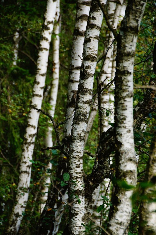 береза обыкновенная betula alba