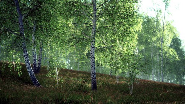 birch forest