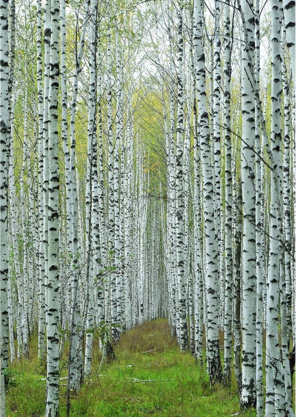 белоствольная береза