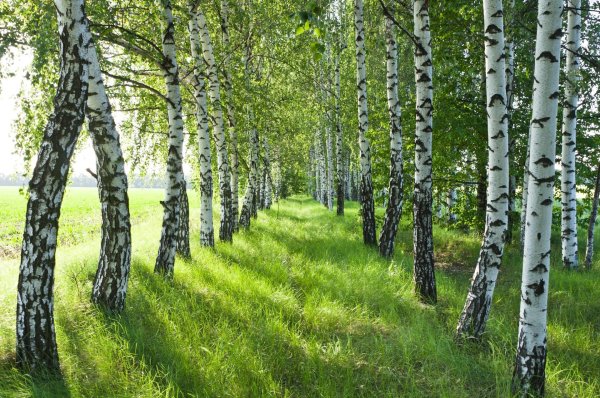 березовый лес