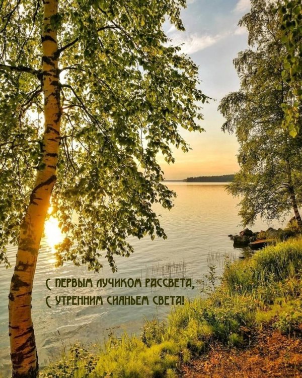 пейзажи с березами