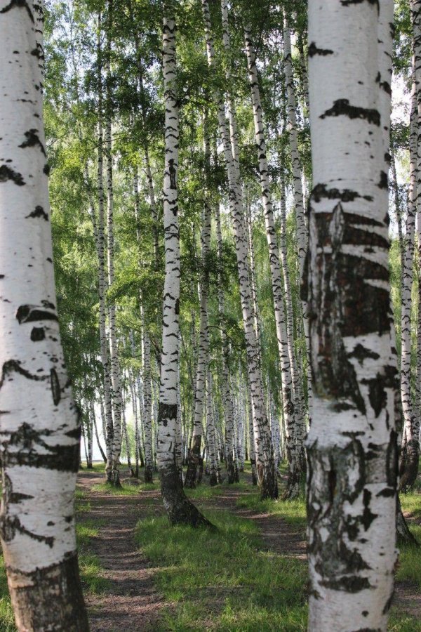 берёзовая роща курск