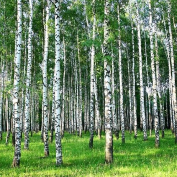 березовый лес