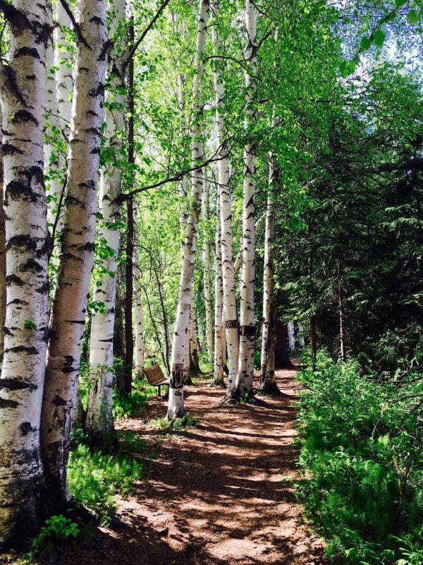 берёзовая роща ореховозуево