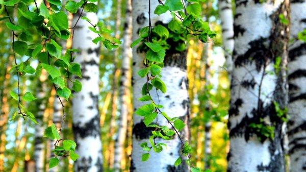 берёза ойковская