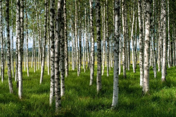 березовый лес