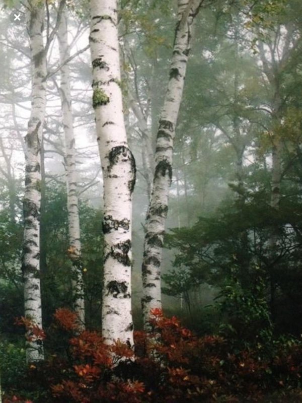 березовые леса
