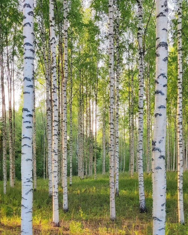 берёзовая роща