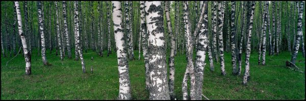 россия березы