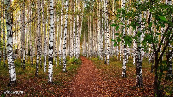 берёзовая роща курск