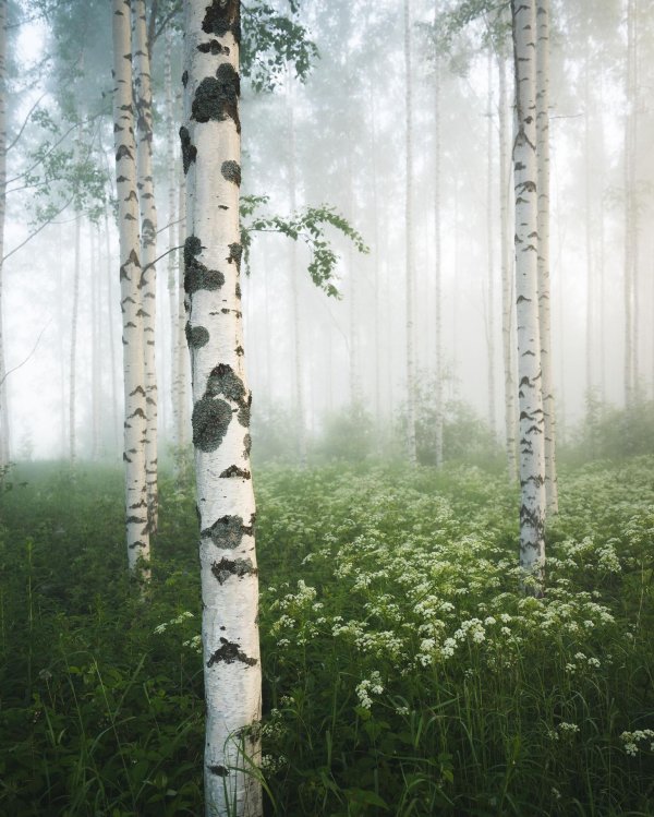 пейзажи с березами