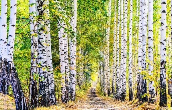 березовый лес