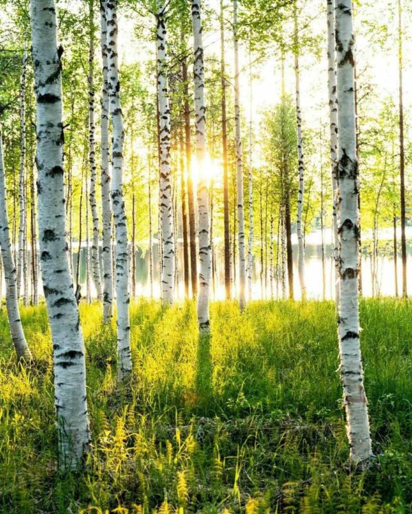 природа березы