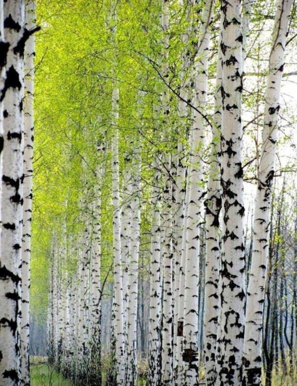 Природа березы