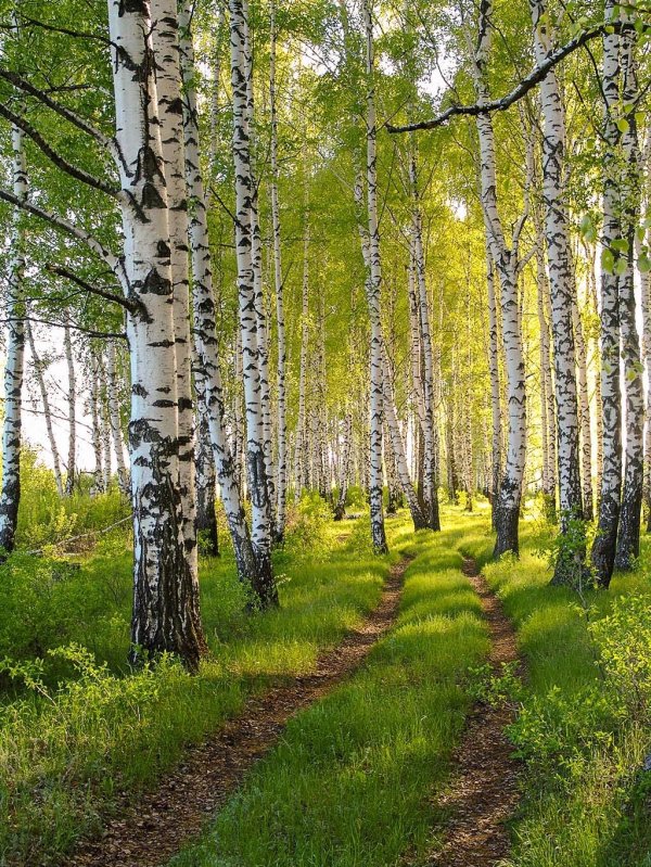 берёзовая роща