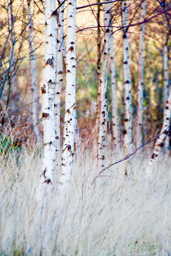 birch forest
