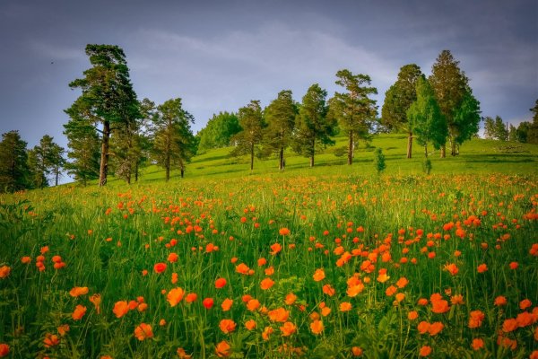 купальница горная шория